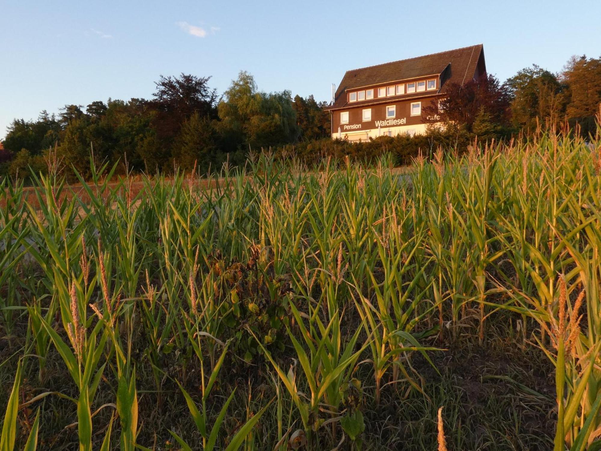 Pension Waldliesel Dornstetten Bagian luar foto